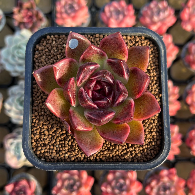 新種　2　Echeveria Cuquitae Echeveria 'Fushike' 2