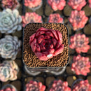 Echeveria Agavoides 'Honey Pink' 1" Succulent Plant Cutting