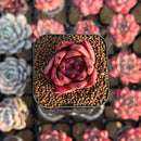 Echeveria Agavoides 'Honey Pink' 1" Succulent Plant Cutting