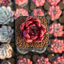 Echeveria Agavoides 'Honey Pink' 1" Succulent Plant Cutting