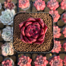 Echeveria Agavoides 'Honey Pink' 1"-2" Succulent Plant Cutting