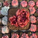 Echeveria Agavoides 'Honey Pink' 1"-2" Succulent Plant Cutting