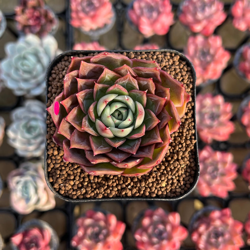sweet pink succulent Echeveria 'Sweet Pink' 2" New Hybrid Succulent Plant Cutting – True Succulents  Plant Co