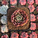 Echeveria 'Sweet Pink' 2" New Hybrid Succulent Plant Cutting