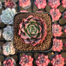 Echeveria 'Sweet Pink' 2" New Hybrid Succulent Plant Cutting