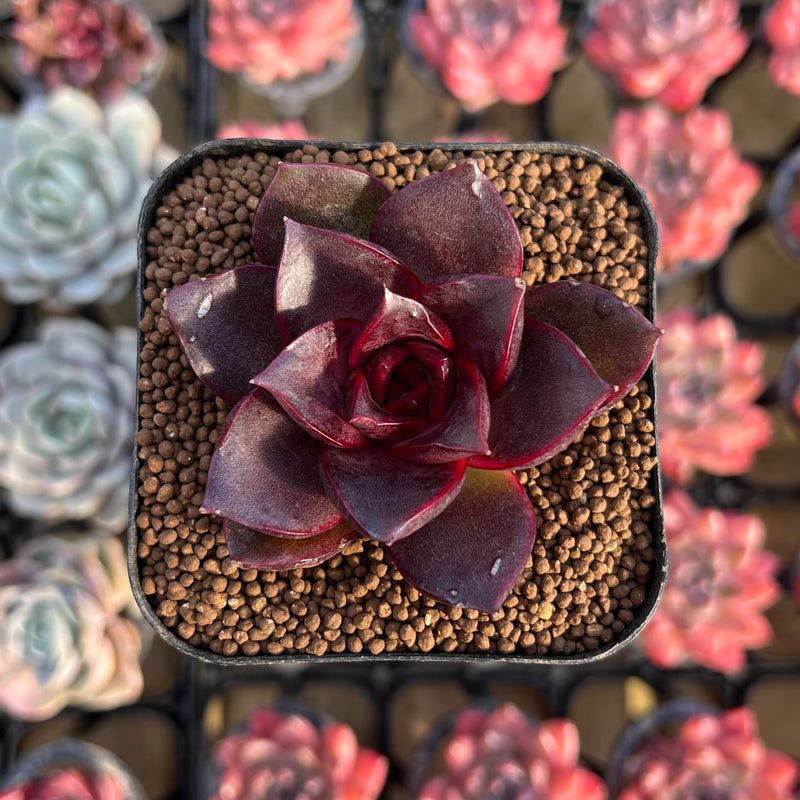 lantern flower succulent Echeveria 'Sky Lantern' 1" Succulent Plant Cutting