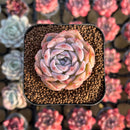 Echeveria sp. 2" Succulent Plant Cutting