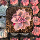 Graptopetalum 'Armand' Variegated 2" Succulent Plant Cutting