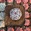 Echeveria 'Black Nail' 1" Succulent Plant Cutting