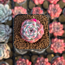 Echeveria sp. 1" Succulent Plant Cutting