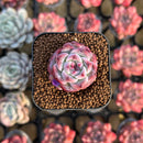 Echeveria sp. 1" Succulent Plant Cutting