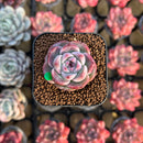 Echeveria sp. 1" Succulent Plant Cutting