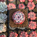 Echeveria sp. 1" Succulent Plant Cutting
