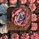 Echeveria 'Salmon' 2" Succulent Plant Cutting