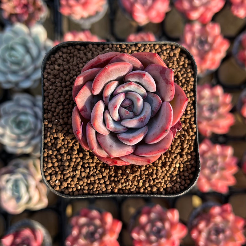 succulent salmon Echeveria 'Salmon' 2" Succulent Plant Cutting – True Succulents Plant Co