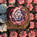 Echeveria 'Salmon' 2" Succulent Plant Cutting