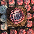 Echeveria 'Salmon' 2" Succulent Plant Cutting