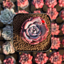 Echeveria 'Salmon' 2" Succulent Plant Cutting