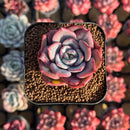 Echeveria 'Salmon' 2" Succulent Plant Cutting