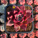 Echeveria 'Pink Molly' 2" Succulent Plant Cutting