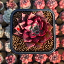 Echeveria 'Pink Molly' 2" Succulent Plant Cutting