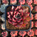 Echeveria 'Pink Molly' 2" Succulent Plant Cutting