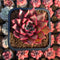 Echeveria 'Pink Molly' 2" Succulent Plant Cutting