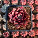Echeveria 'Pink Molly' 2" Succulent Plant Cutting
