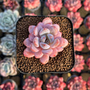 Echeveria 'Miss Jin' Type B 2" Succulent Plant Cutting