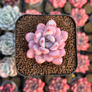 Echeveria 'Miss Jin' Type B 2" Succulent Plant Cutting