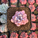 Echeveria 'Miss Jin' Type B 2" Succulent Plant Cutting