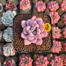 Echeveria 'Miss Jin' Type B 2" Succulent Plant Cutting