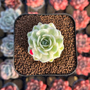 Orostachys 'Fuji' Variegated 1" Succulent Plant Cutting