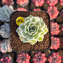 Orostachys 'Fuji' Variegated 1" Succulent Plant Cutting