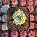 Orostachys 'Fuji' Variegated 1" Succulent Plant Cutting