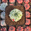 Orostachys 'Fuji' Variegated 1" Succulent Plant Cutting