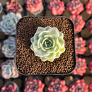 Orostachys 'Fuji' Variegated 1" Succulent Plant Cutting