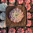 Echeveria 'White Farm' 2" Succulent Plant Cutting