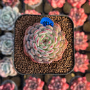 Echeveria 'White Farm' 2" Succulent Plant Cutting