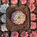 Echeveria 'White Farm' 2" Succulent Plant Cutting