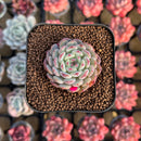 Echeveria 'White Farm' 2" Succulent Plant Cutting