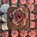 Echeveria 'Edeline' 2" New Hybrid Succulent Plant Cutting