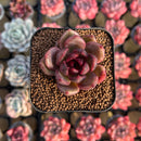 Echeveria 'Edeline' 2" New Hybrid Succulent Plant Cutting