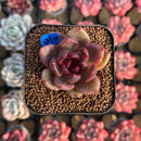 Echeveria 'Edeline' 2" New Hybrid Succulent Plant Cutting