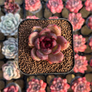 Echeveria 'Edeline' 2" New Hybrid Succulent Plant Cutting