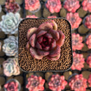 Echeveria 'Edeline' 2" New Hybrid Succulent Plant Cutting