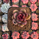 Echeveria 'Edeline' 2" New Hybrid Succulent Plant Cutting