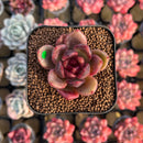 Echeveria 'Edeline' 2" New Hybrid Succulent Plant Cutting