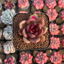 Echeveria 'Edeline' 2" New Hybrid Succulent Plant Cutting