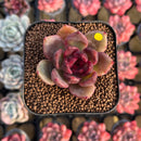 Echeveria 'Edeline' 2" New Hybrid Succulent Plant Cutting